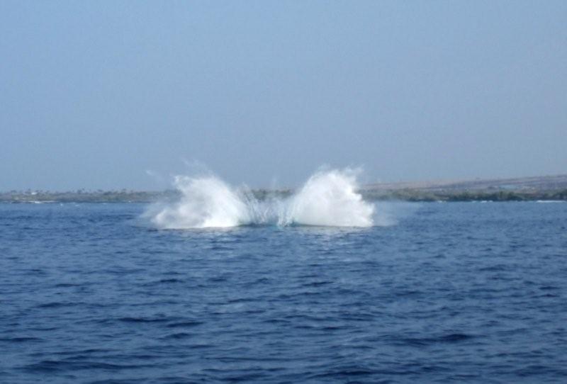whale splash